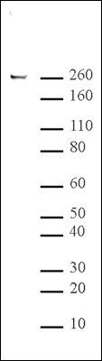 RNA pol II CTD phospho Ser5 antibody (pAb) tested by Western blot.