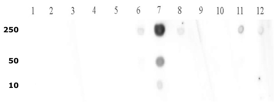 Histone H3 dimethyl Lys9 antibody tested by dot blot analysis.