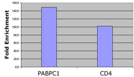 Histone H4ac (pan-acetyl) antibody (pAb) tested by ChIP.