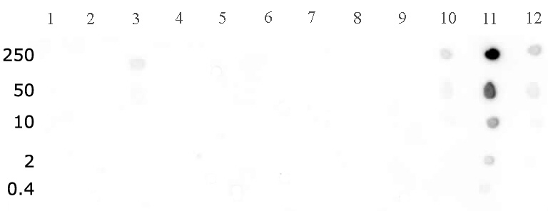 Histone H3K27me2 antibody (pAb) tested by dot blot analysis.