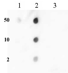 Histone H3K36me2 antibody (pAb) tested by CUT&Tag.