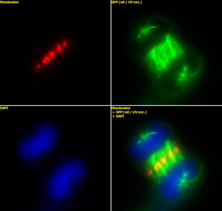 INCENP antibody (mAb) tested by immunofluorescence.