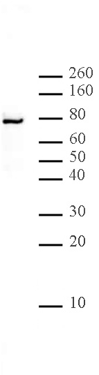 LAP2 alpha antibody (mAb) tested by Western blot.