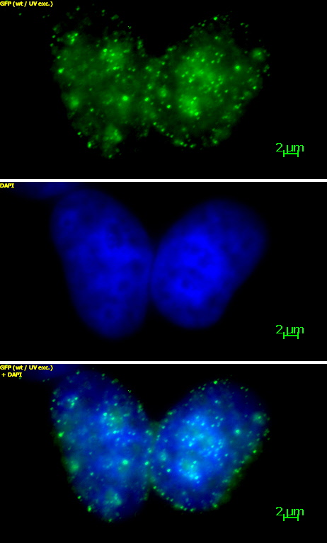 Histone H3K9me3 antibody (mAb) tested by immunofluorescence.