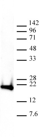 Histone H3K9me3 antibody (mAb) tested by Western blot.