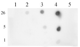 Histone H3K9me3 antibody (mAb) tested by dot blot analysis.