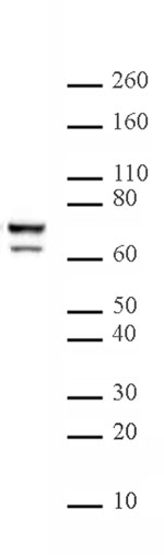 Lamin A/C antibody (mAb) tested by Western blot.