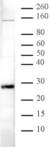 HP1&alpha; antibody (pAb) tested by Western blot.