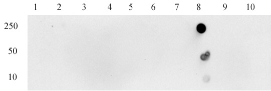 Histone H3K14bz antibody (pAb) tested by dot blot analysis.