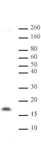 Histone H3K14me2 antibody (pAb) tested by Western blot.
