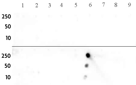 Histone H3K14me2 antibody (pAb) tested by dot blot analysis.