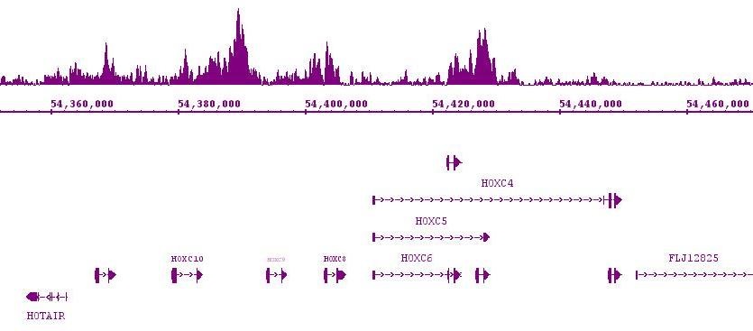 Suz12 antibody (pAb) tested by ChIP-Seq.