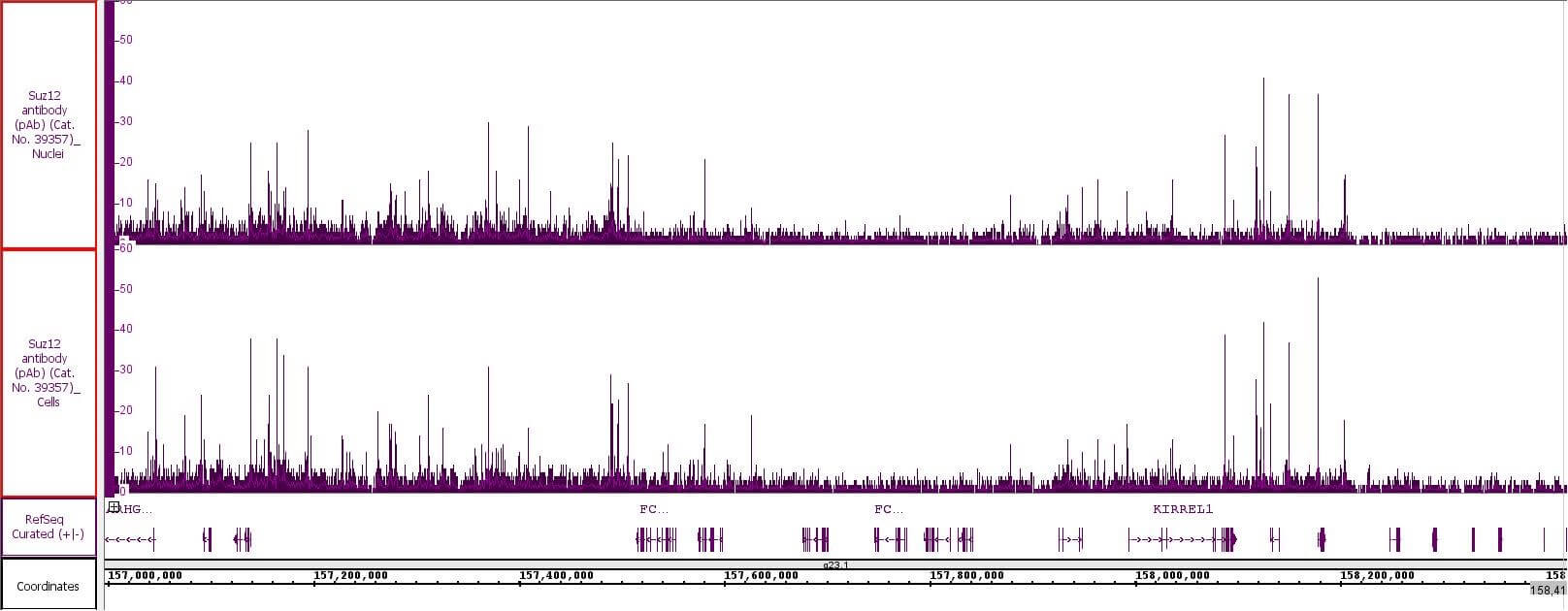 Suz12 antibody (pAb) tested by CUT&RUN