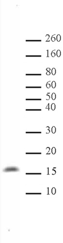 Histone H3K122me1 antibody (pAb) tested by Western blot.
