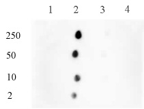 Histone H3K122me1 antibody (pAb) tested by dot blot analysis.
