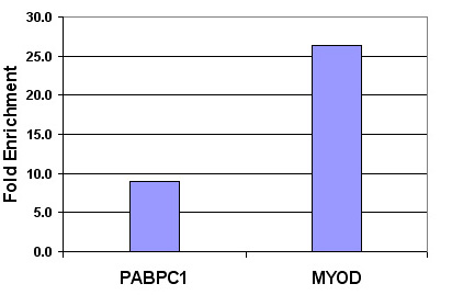 Histone H3K9me2 antibody (pAb) tested by ChIP.