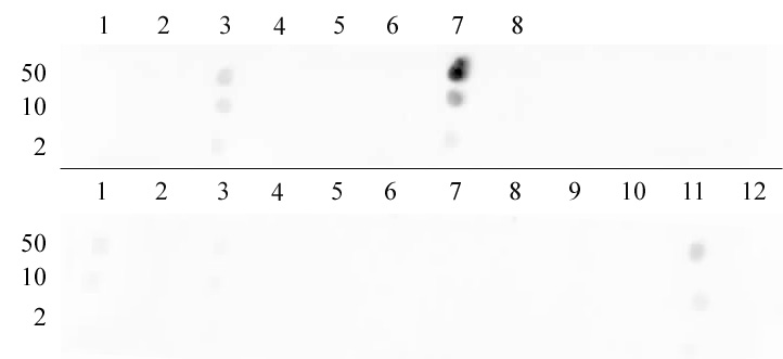 Histone H3K9me2 antibody (pAb) tested by dot blot analysis.