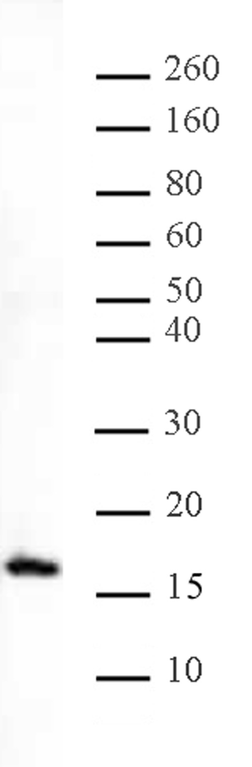 Histone H3K27me1 antibody (pAb) tested by Western blot.