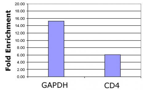 Histone H3K4ac antibody (pAb) tested by ChIP.
