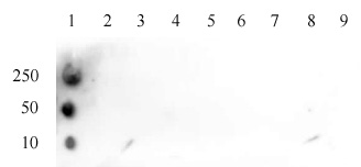 Histone H3K4ac antibody (pAb) tested by dot blot analysis.