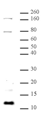Histone H4K31me1 antibody (pAb) tested by Western blot.