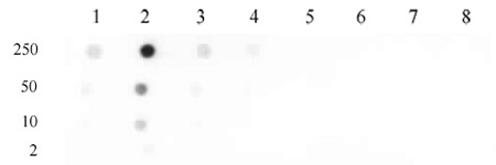 Histone H4K31me1 antibody (pAb) tested by dot blot analysis.