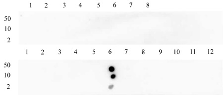 Histone H3K23me1 antibody (pAb) tested by dot blot analysis.