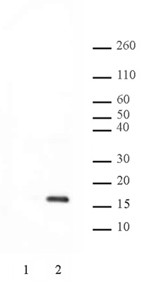 Histone H2AT120ph antibody (pAb) tested by Western blot.