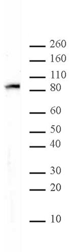 MALT1 antibody (mAb) tested by Western blot.