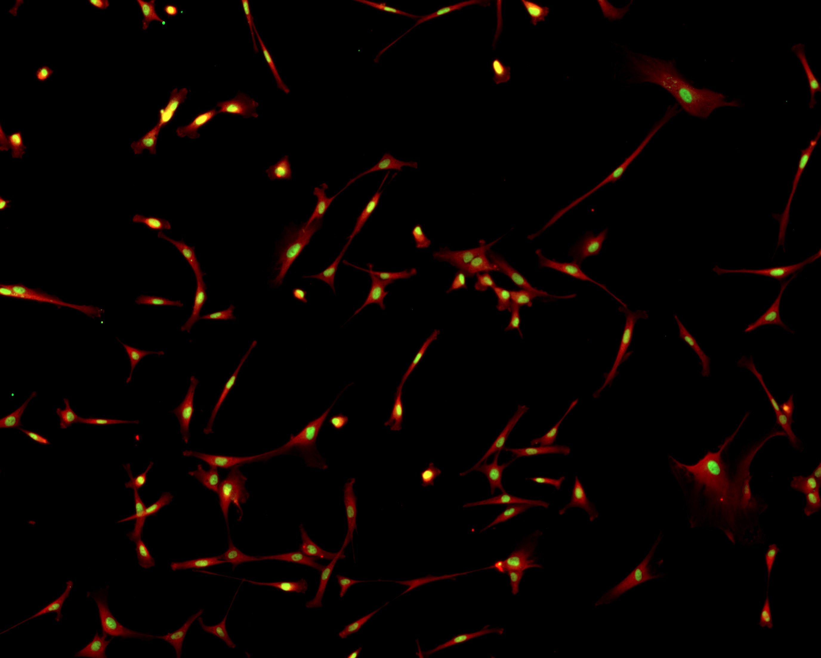 NF-1A antibody (pAb) tested by immunofluorescence.