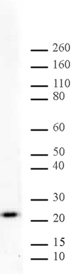 MAD2L1 antibody (mAb) tested by Western blot.