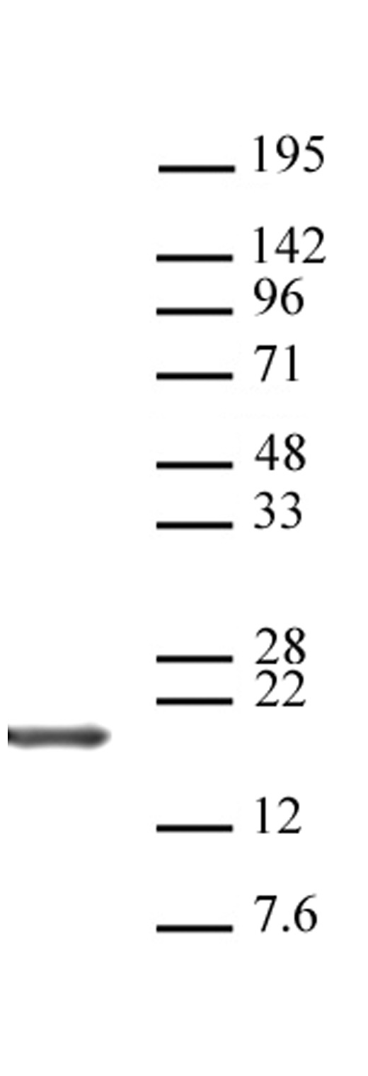 Histone H3, C-terminal antibody (pAb) tested by Western blot.