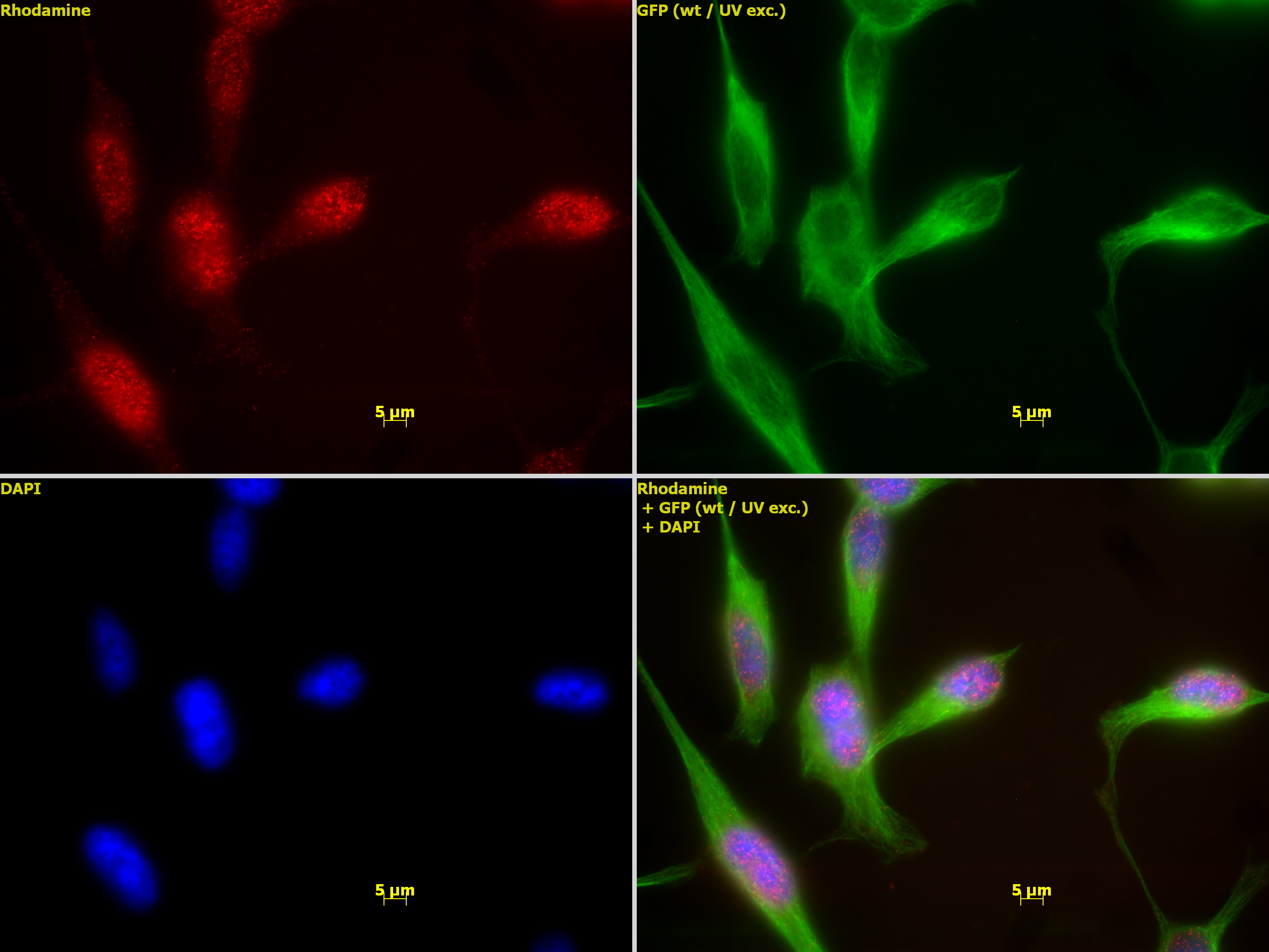 HDAC1 antibody (mAb) tested by immunofluorescence.