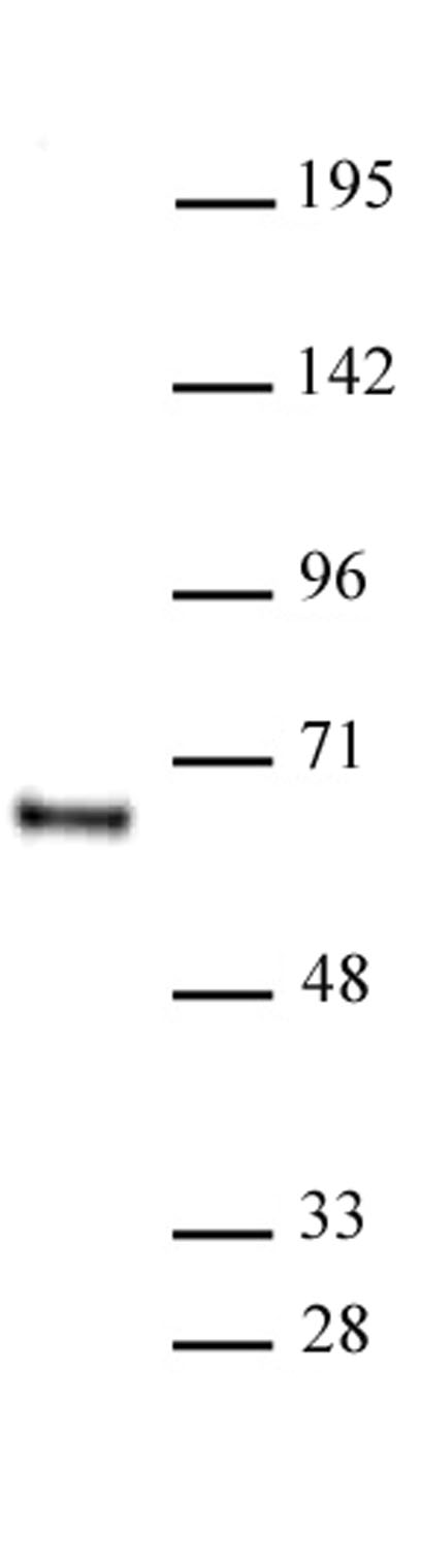 HDAC1 antibody (mAb) tested by Western blot.