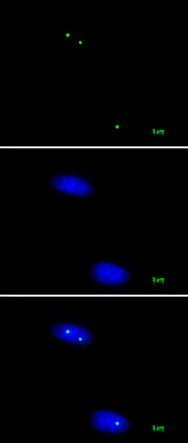 Nucleolin antibody (mAb) tested by immunofluorescence.