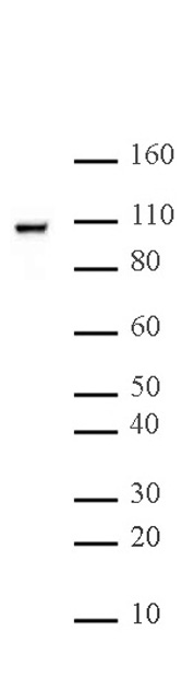 Nucleolin antibody (mAb) tested by Western blot.