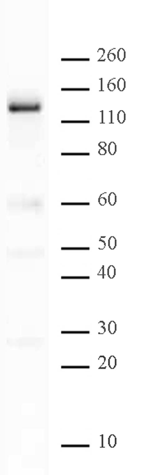 PARP-1 N-terminal antibody (pAb) tested by Western blot.