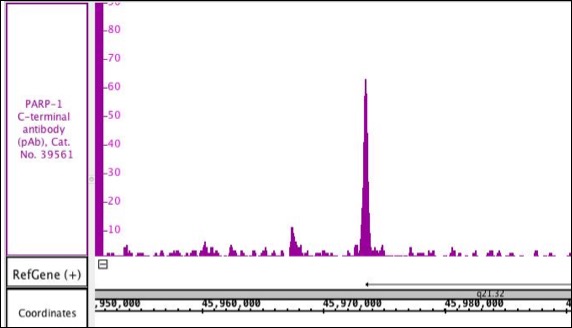 PARP-1 C-terminal antibody (pAb) tested by ChIP.