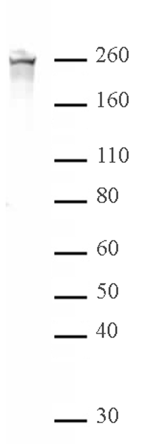 RNA pol II CTD phospho Ser2 antibody (pAb) tested by Western blot.