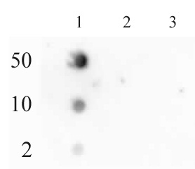 RNA pol II CTD phospho Ser2 antibody (pAb) tested by dot blot analysis.