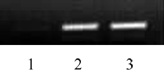 Histone H3K79ac antibody (pAb) tested by ChIP.