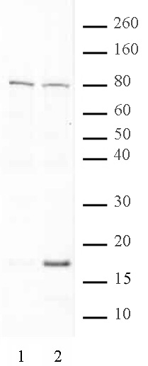 Histone H3K79ac antibody (pAb) tested by Western blot.