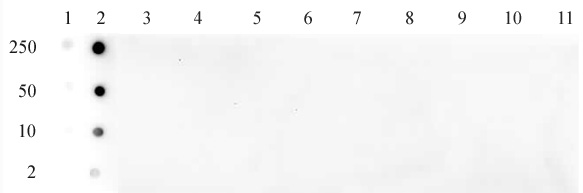 Histone H3K79ac antibody (pAb) tested by dot blot analysis.