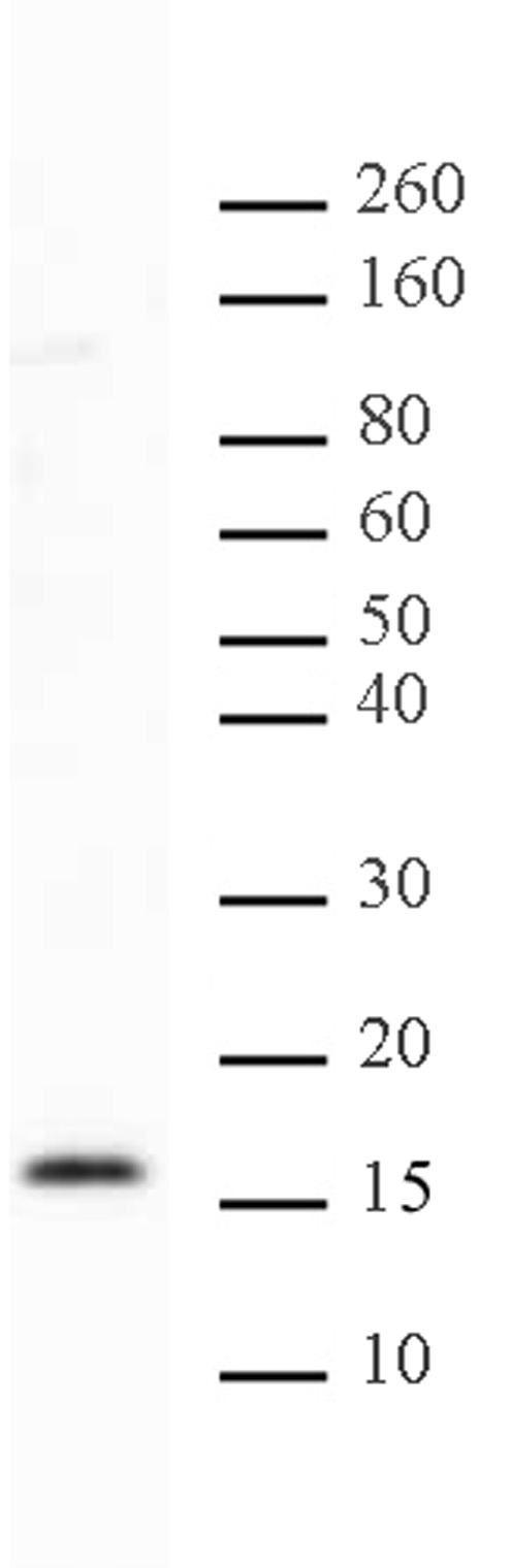 Histone H2BK46me2 antibody (pAb) tested by Western blot.