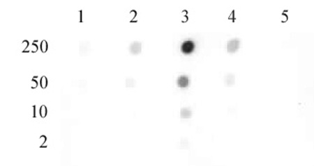Histone H2BK46me2 antibody (pAb) tested by dot blot analysis.