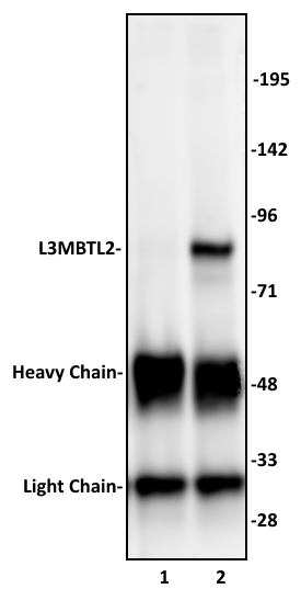 L3MBTL2 antibody (pAb) tested by immunoprecipitation.