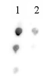 Histone H2BK46ac antibody (pAb) tested by dot blot analysis.