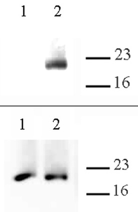 Histone H3.cs1 antibody (pAb) tested by Western blot.
