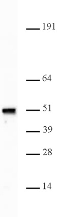 Nap1 antibody (pAb) tested by Western blot.