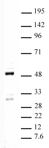 Ets-1 antibody (pAb) tested by Western blot.